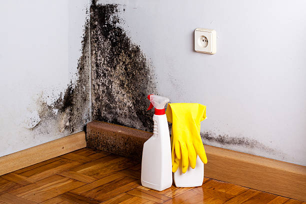 Best Commercial Mold Remediation in Lemoore, CA