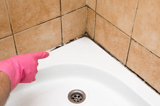 Best Black Mold Remediation in Lemoore, CA